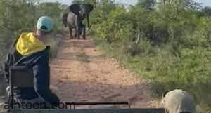 عقاب قاس لدخلاء أزعجوا الأفيال أثناء موسم التزاوج -صحيفة هتون الدولية