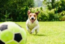 كلب يتمتع بمهارات كرة قدم رائعة -صحيفة هتون الدولية-