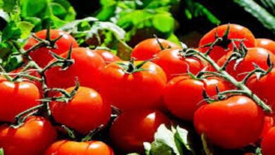 فوائد مذهلة للطماطم.. لكن لا تفرط في تناولها -صحيفة هتون الدولية-