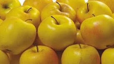 التفاح الأصفر فوائد عديدة ومتنوعة -صحيفة هتون الدولية