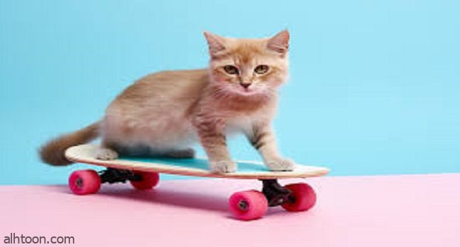 قطة تظهر مهاراتها في ركوب لوح التزلج - صحيفة هتون الدولية