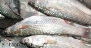 فوائد السمك البورى على صحة الجسم -صحيفة هتون الدولية-