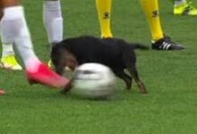 كلب يقتحم مباراة ويسرق الكرة وسط هتاف الجماهير - صحيفة هتون الدولية