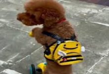 كلب صغير يحترف قيادة "السكوتر" بمهارة عالية - صحيفة هتون الدولية