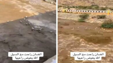 سيل يجرف قطيع من الأغنام في محافظة أضم - صحيفة هتون الدولية